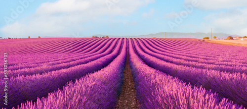 violet lavender field .Valensole lavender fields, Provence, France.