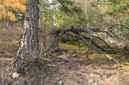 Autumn forest landscape with fallen old trees in the Krasnoyarsk national park "Stolby". Russia. Krasnoyarsk.