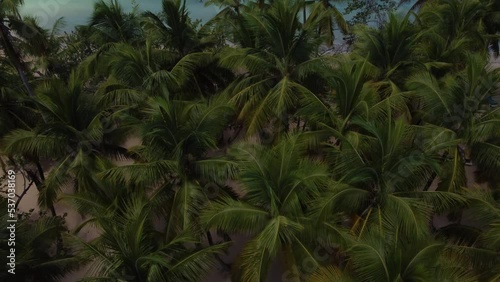 Aerial drone video of tropical paradise beach with blue waters, white sand and palm trees in Samana, Dominican Republic, Caribbean.
