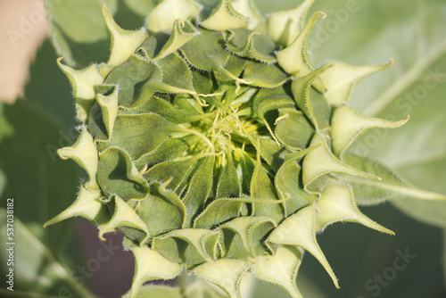 close up of sunflower.