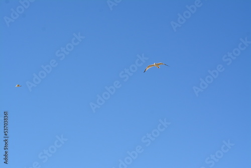 Flying albatros
