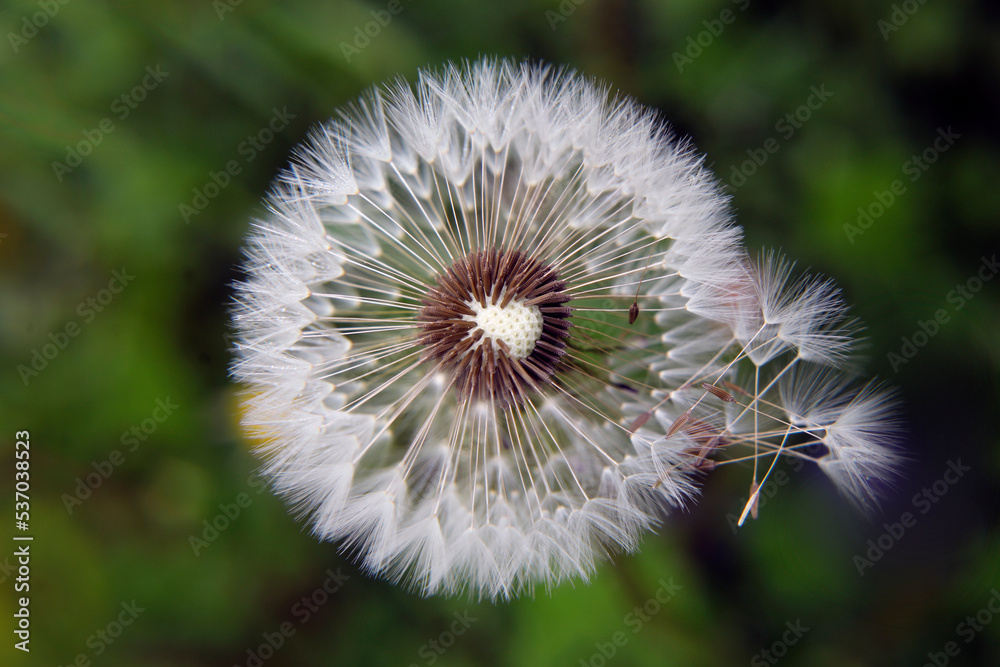 Dandelions close up macro with flying seeds.