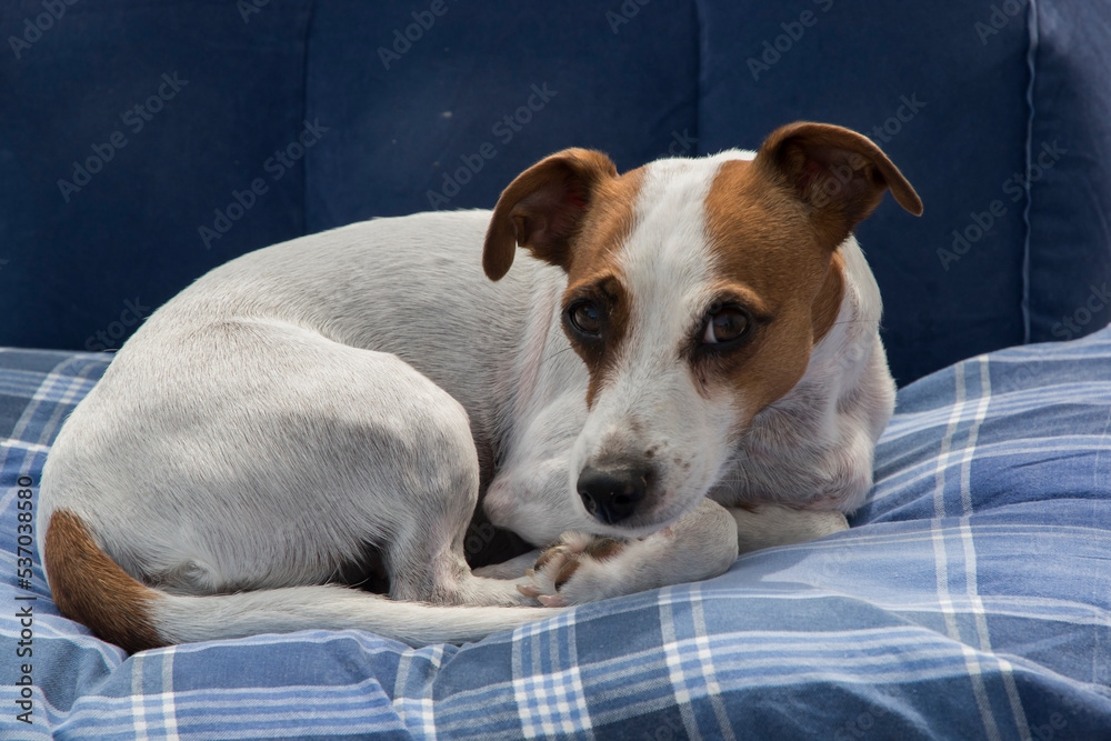 Female Jack Russell Terrier lying in bed