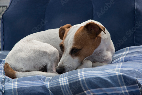 Female Jack Russell Terrier lying in bed