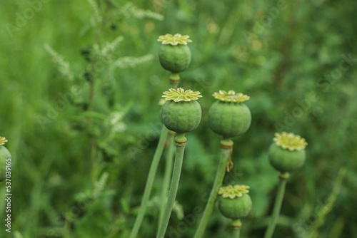 Green poppy heads growing in field, closeup. Space for text