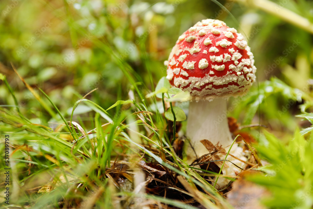 Fresh wild mushroom growing in forest, closeup. Space for text Fresh wild mushroom growing in forest, closeup. Space for text