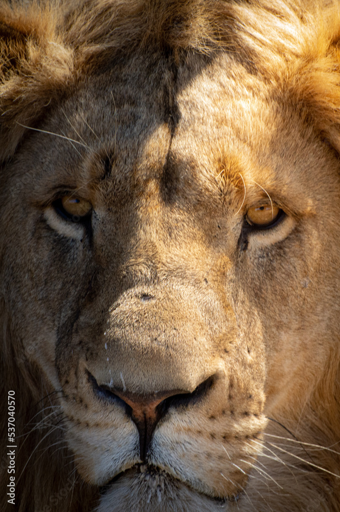 portrait of a lion portrait of a lion