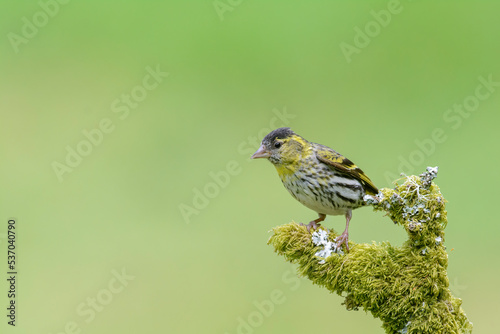 Siskin, Spinus spinus, male, perched on a lichen covered branch