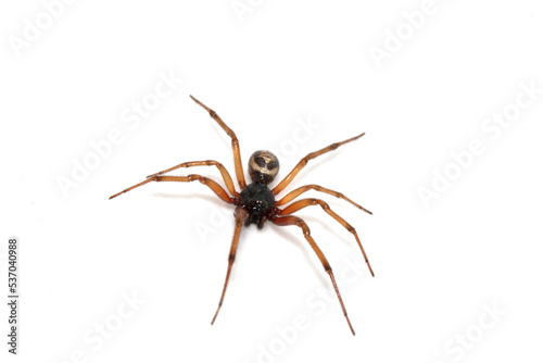 Close Up Macro Photo of a House Spider on A White Background