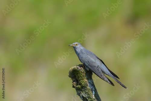 Cuckoo, Cuculus canorus, perched on a lichen covered branch