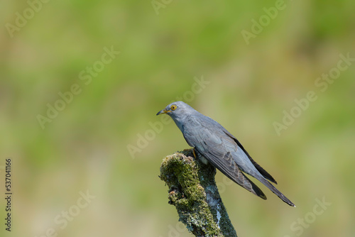 Cuckoo, Cuculus canorus, perched on a lichen covered branch