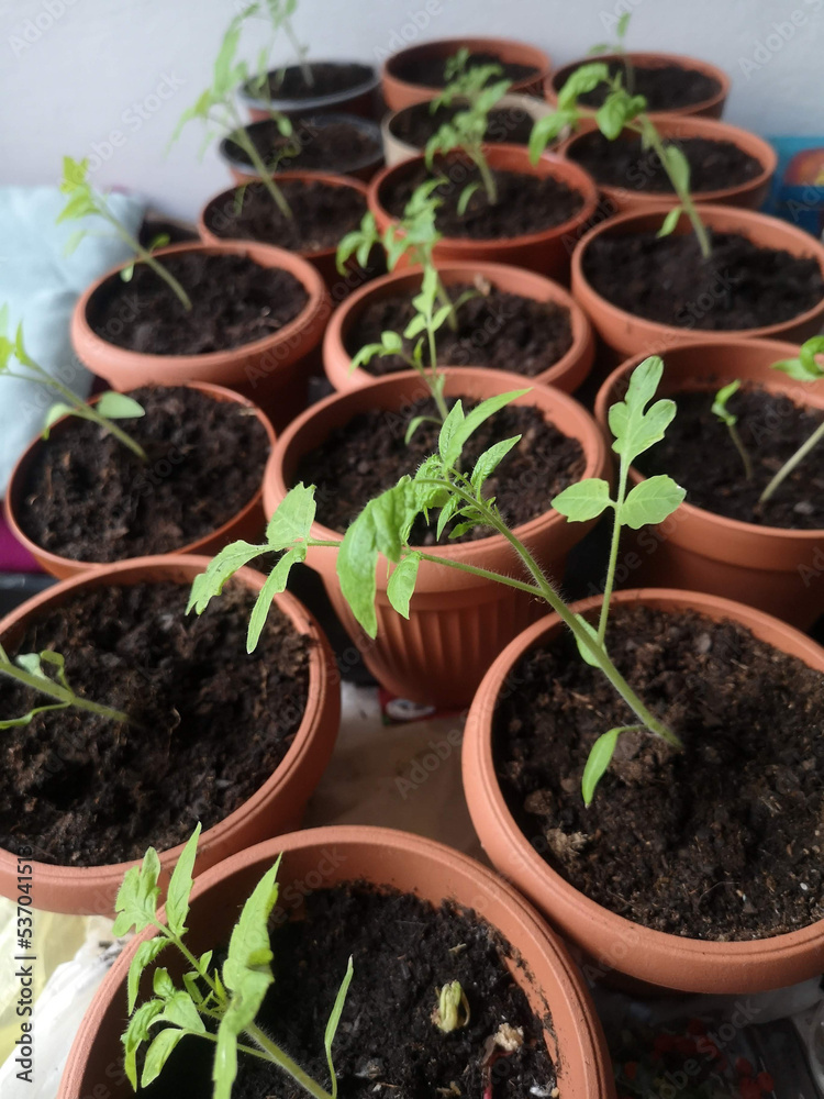 Grow seedlings planst in pot