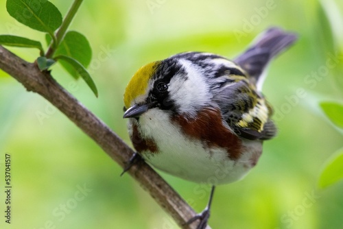 Canvas Print Closeup shot of a green forest warbler on a tree