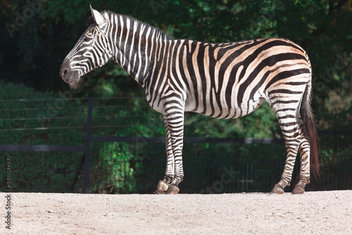 One zebra standing in savannah . Chapman's zebra . Equus Quagga Chapmani photo