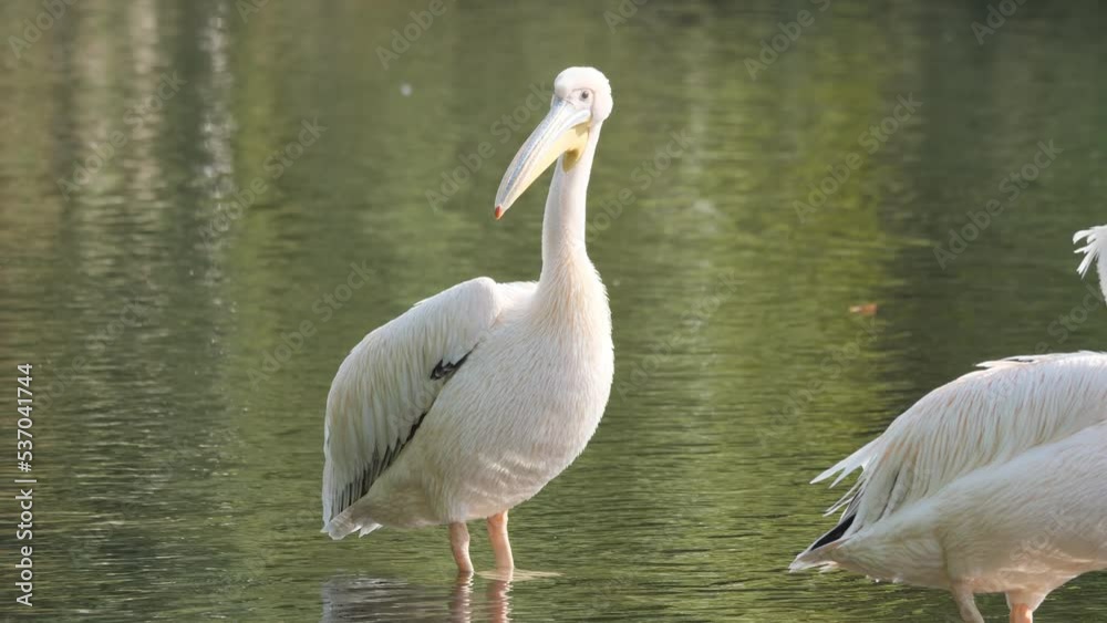 A pelican standing in shallow waters of a pond. A pelican standing in shallow waters of a pond.