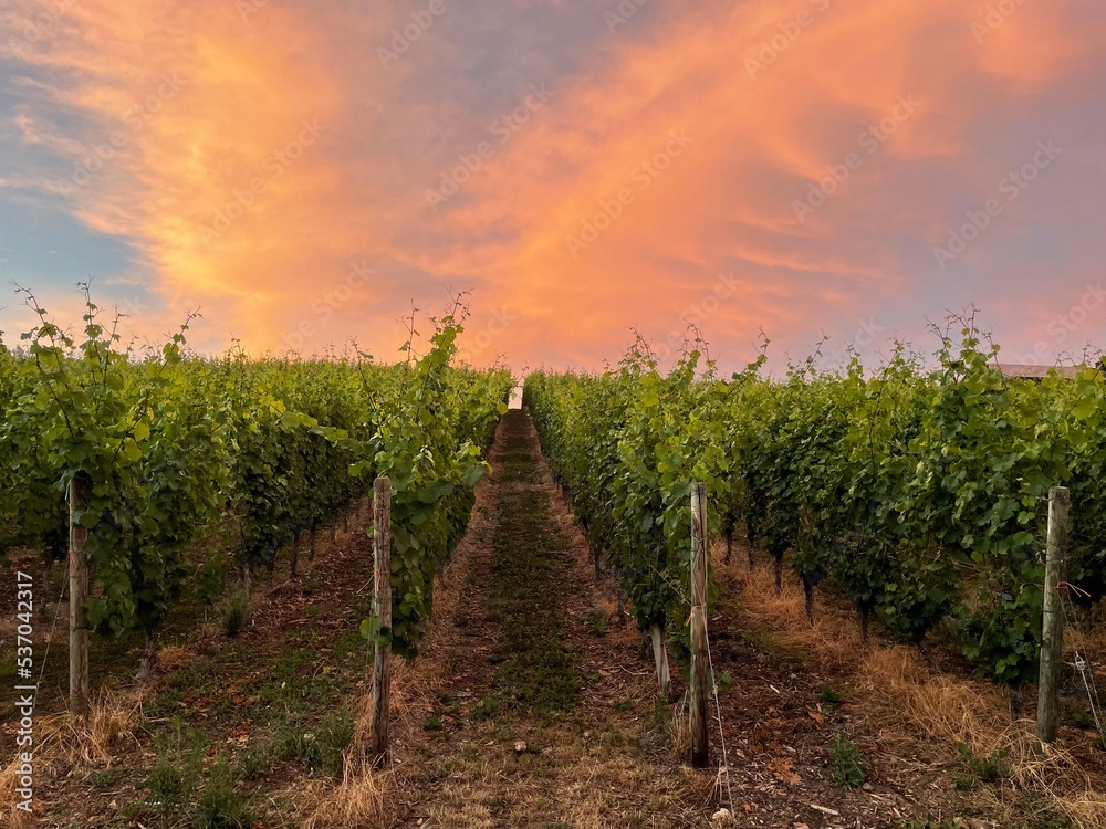 Fototapeta premium rows of grapevines in the evening with a bright colored sunset sky