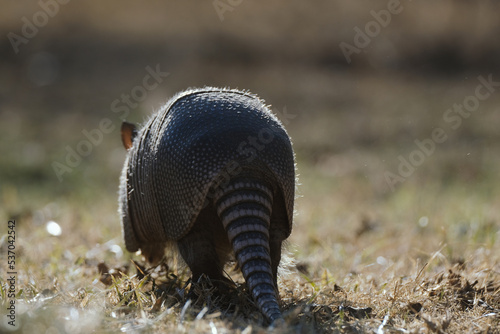 Armadillo walking away in winter Texas landscape with blurred background.