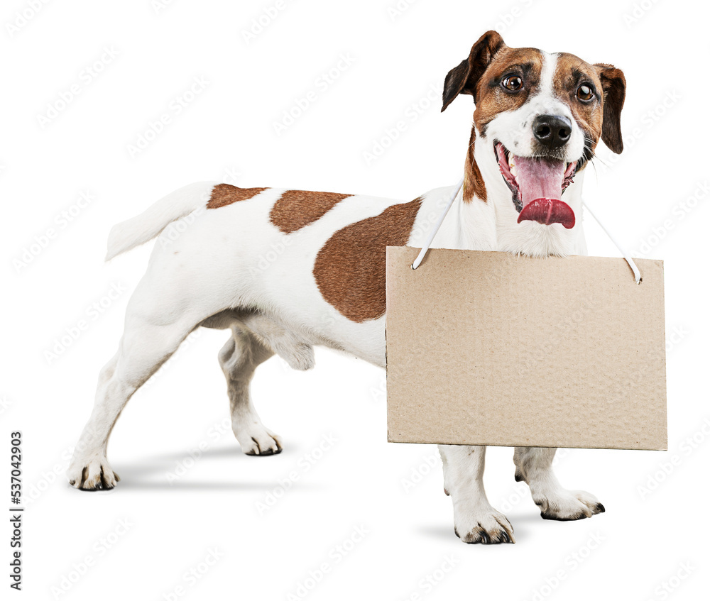 Cute small dog Jack Russell terrier with carton board on white background