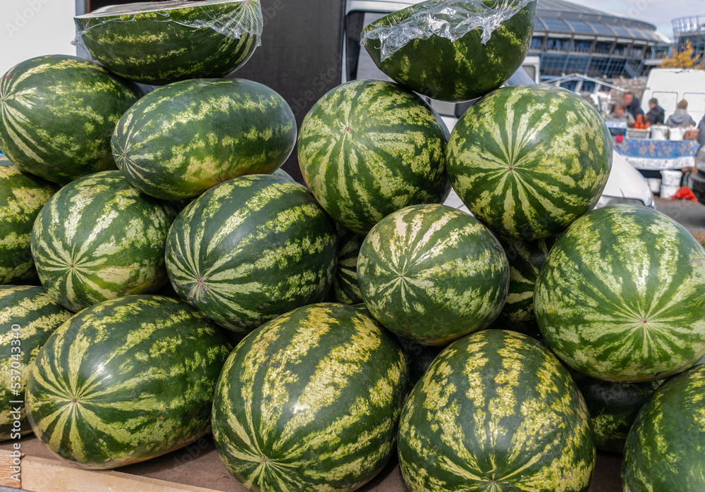 Many fresh and ripe watermelons lie on the counter in the market. Sale of watermelons at the farmers market. Sale of ripe and fresh vegetables and fruits at the farmers' market. Close-up. Many fresh and ripe watermelons lie on the counter in the market. Sale of watermelons at the farmers market. Sale of ripe and fresh vegetables and fruits at the farmers' market. Close-up.