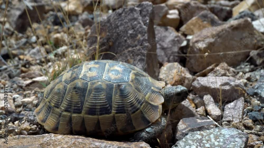 Turtle is walking on street floor. Sea turtle crawling on rocks and rocks in wild. Boxing turtle close-up. Exotic wild land turtle with gray shell crawls on stones. Turtle is walking on street floor. Sea turtle crawling on rocks and rocks in wild. Boxing turtle close-up. Exotic wild land turtle with gray shell crawls on stones.