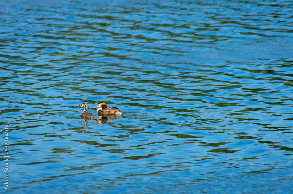 Grèbe huppé(Podiceps cristatus) et un juvénile. Grèbe huppé(Podiceps cristatus) et un juvénile.