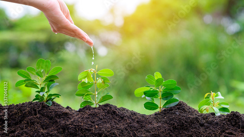 Fotografía Close up hand with water dripping on plant on fertile soils, Ecological conserva