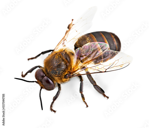 Obraz na płótnie Close-Up honey bee isolated