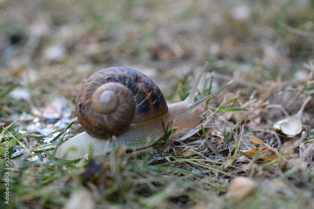 Snail Macro Photography