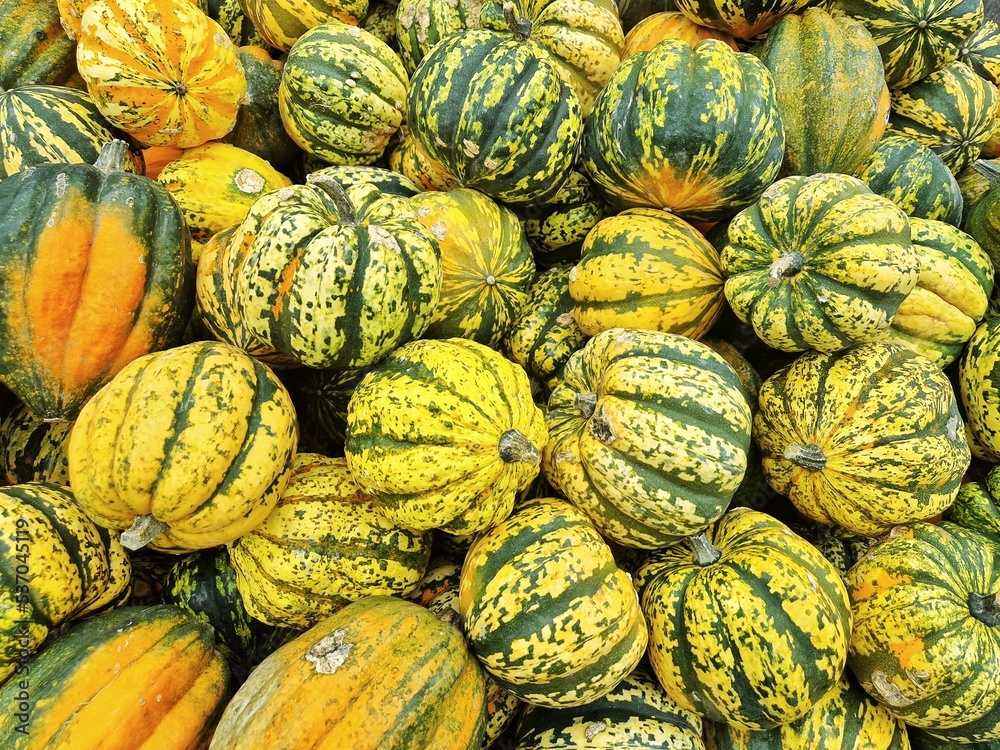 Green and yellow Acorn squash (Cucurbita pepo var. turbinata), also called pepper squash or Des Moines squash