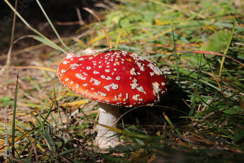 a red toadstool in the forest