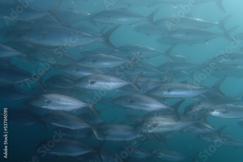 Greater amberjack (Seriola dumerili) in Mediterranean Sea photo