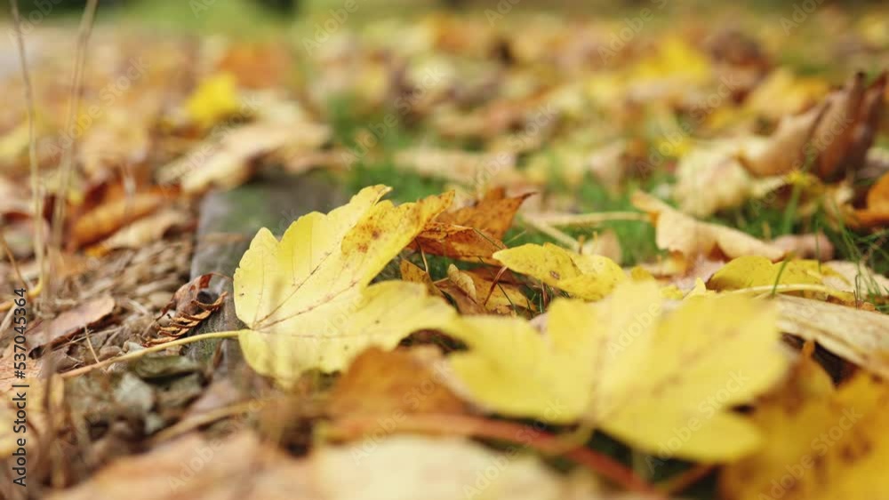 Yellow maple leaves are falling in the autumn park Beautiful landscape background. Colorful autumn season. Slow motion Close-up Yellow maple leaves are falling in the autumn park Beautiful landscape background. Colorful autumn season. Slow motion Close-up
