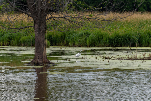 Great White Egret Fishing In The Marsh © Barbara