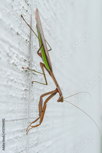 Close up of praying mantis clinging to white wall