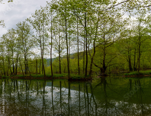 Kazandere woodland, Kiyikoy, Vize photo