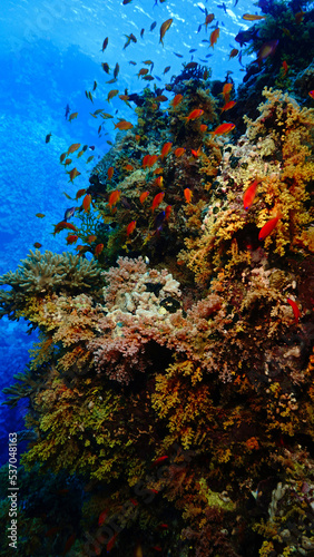 Underwater photo of a colorful coral reef
