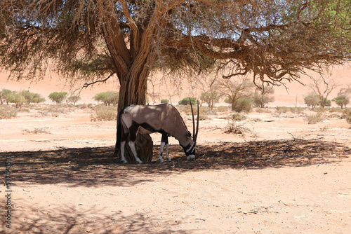 Oryx sous un accacia