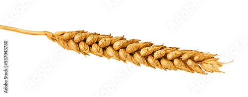 Wheat ear isolated on white or transparent background. One wheat spike.