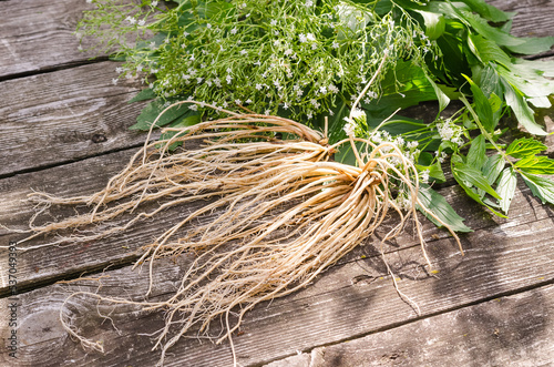 Fresh valerian roots on wooden background with fresh leaves and flowers