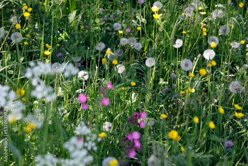 Unfertilized wildflower meadow with many flowers such as dandelion, yellow buttercup, white daisy, pink cowslip, green clover. photo