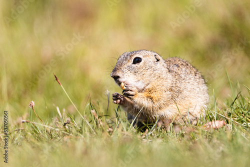 The ground squirrel is a European representative of the ground squirrel. Groundhog eating hazelnuts and posing. Syslí louka near Mladá Boleslav.