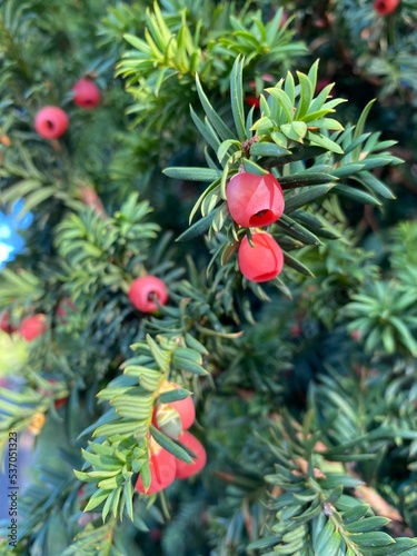 Yew tree (Taxus baccata) red berries. Closeup of red yew berries among green yew tree branches. English or European conifer green shrub with poisonous and bitter red ripened berry fruits.