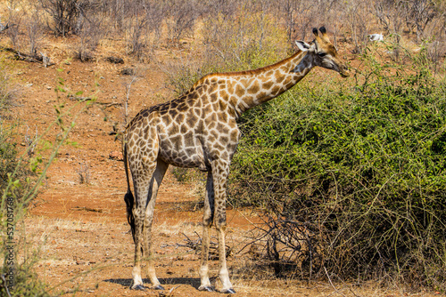 Giraffe