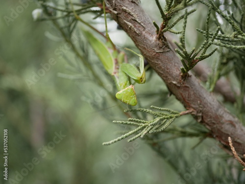 A large green female praying mantis on a branch of fragrant thuja on a summer day. Macrophotography of a large predatory insect on the hunt. An arthropod in its natural environment.