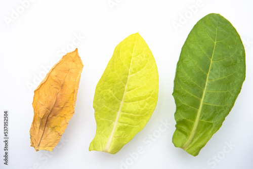 Oriental tobacco leaves on white background