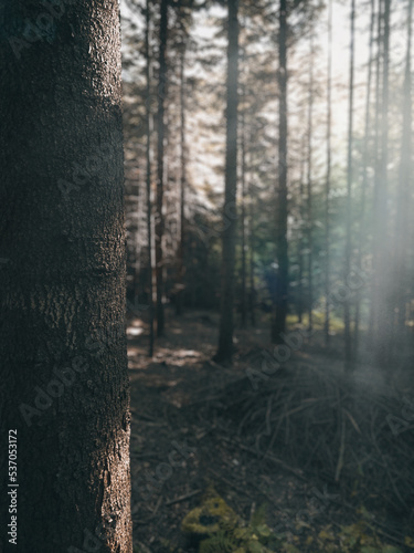 Sunrays through the forest