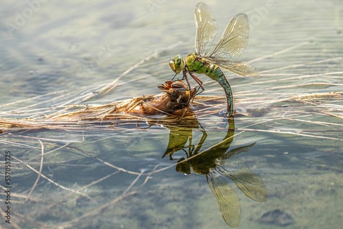 Closeup of a dragonfly with a caddisfly in a river reflecting on the water surface photo