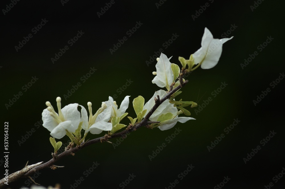 Obraz premium white magnolia flower