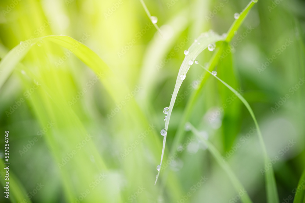 Macro photography of beautiful rain drops on green leaf in the morning. Close up leaf texture in nature. Natural background Macro photography of beautiful rain drops on green leaf in the morning. Close up leaf texture in nature. Natural background