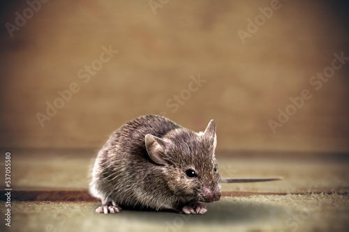 Small wild rat on wooden desk